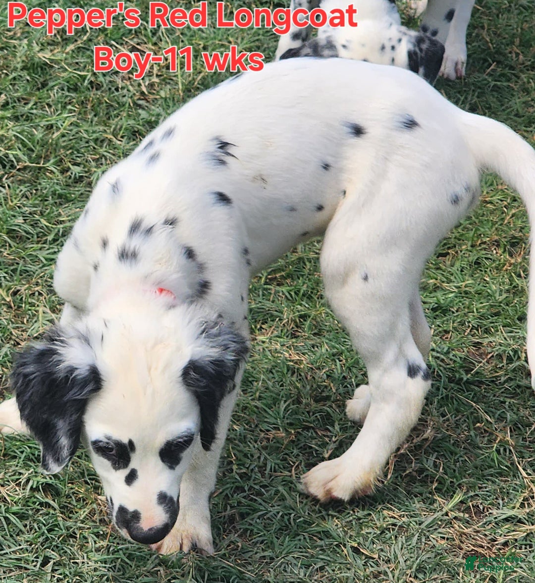 Dalmatian dogs for sale: Peppers Red Boy - Image 13
