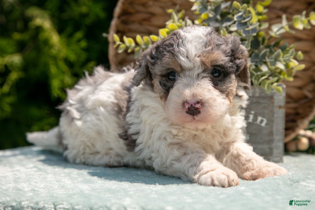 Mini Bernedoodle dogs for sale: Kylie - Image 3