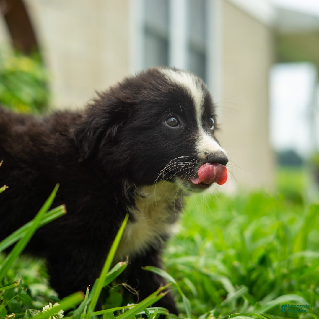 Miniature Australian Shepherd dogs for sale: Elephant Ear - Image 16