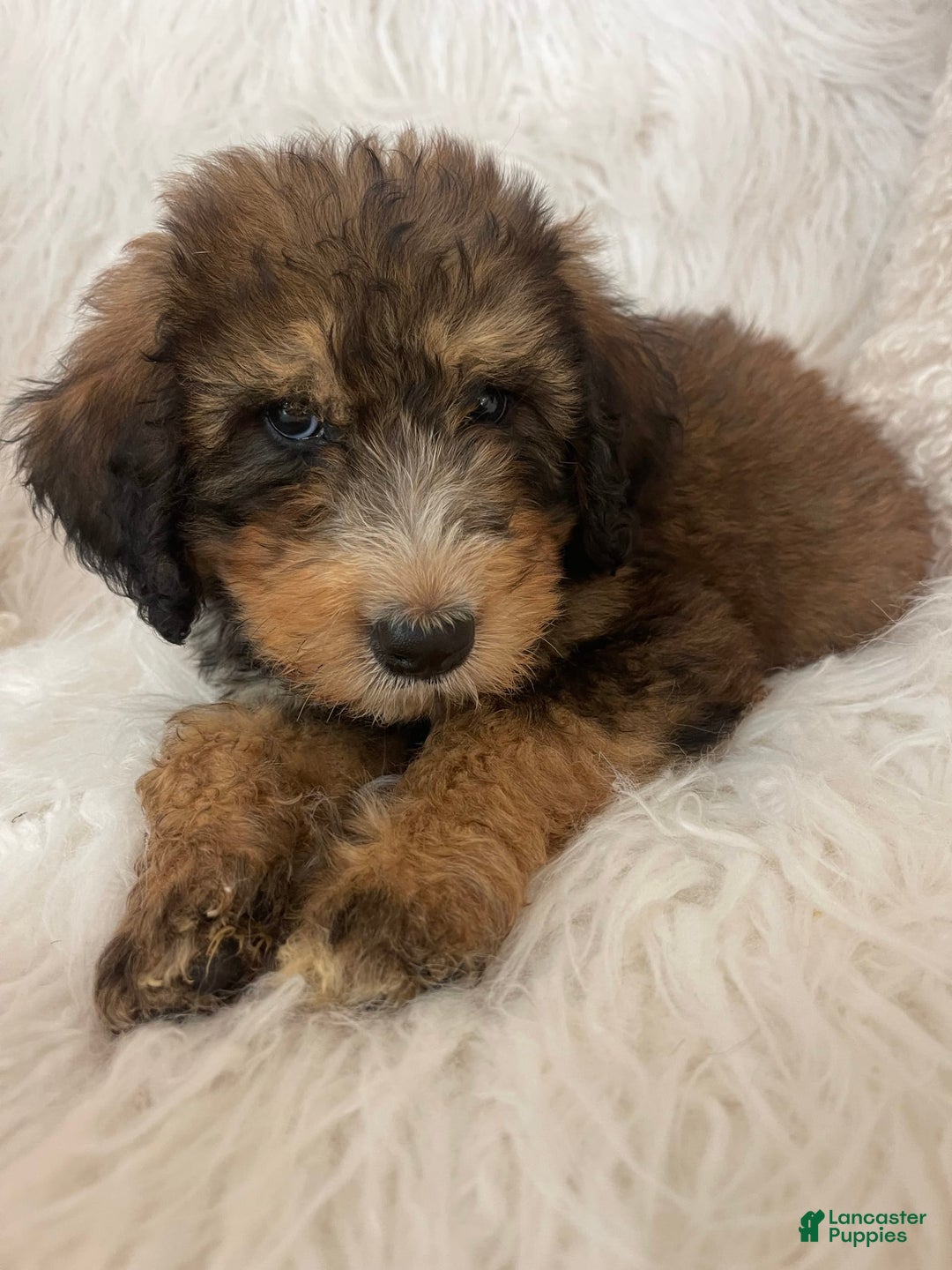 Bernedoodle dogs for sale: Blueberry Blitz - Image 6