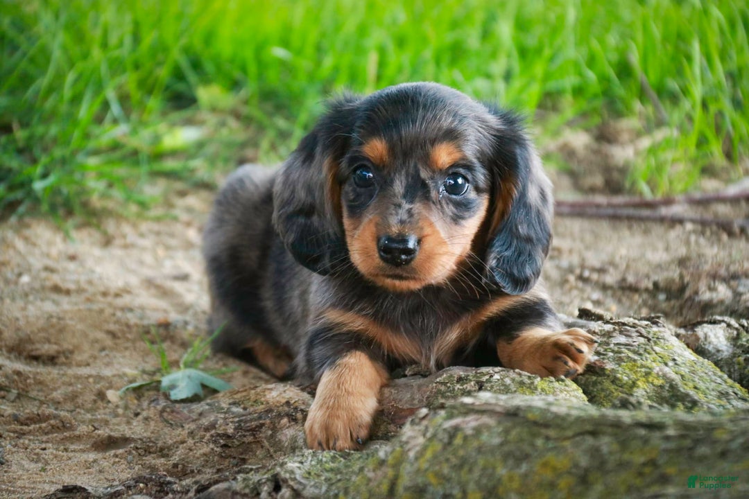 Miniature Dachshund dogs for sale: Fernando - Image 3
