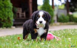 Bernese Mountain Dog dogs for sale: Blue Sky - Image 3