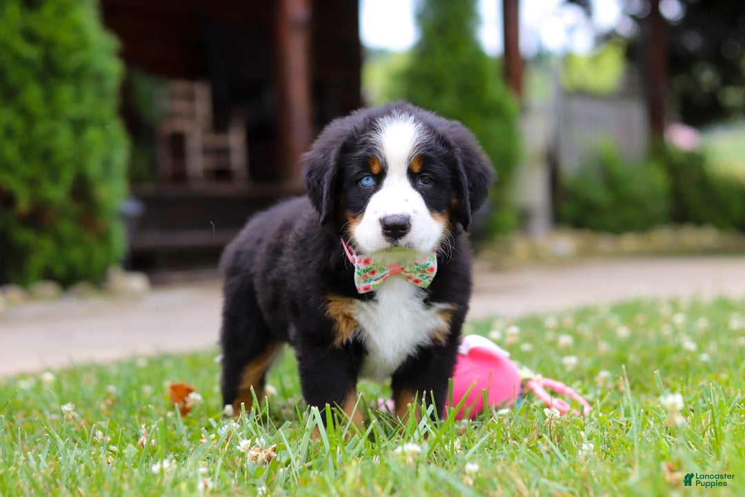 Bernese Mountain Dog dogs for sale: Blue Sky - Image 3