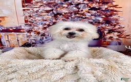 Teddy Bear dogs for sale: Max - Image 11