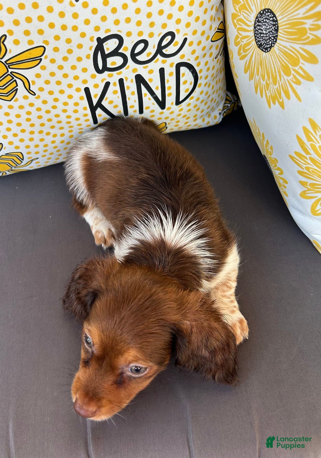 Miniature Dachshund dogs for sale: Rhett - Image 4