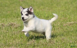 Alaskan Klee Kai dogs for sale: Edge - Image 3