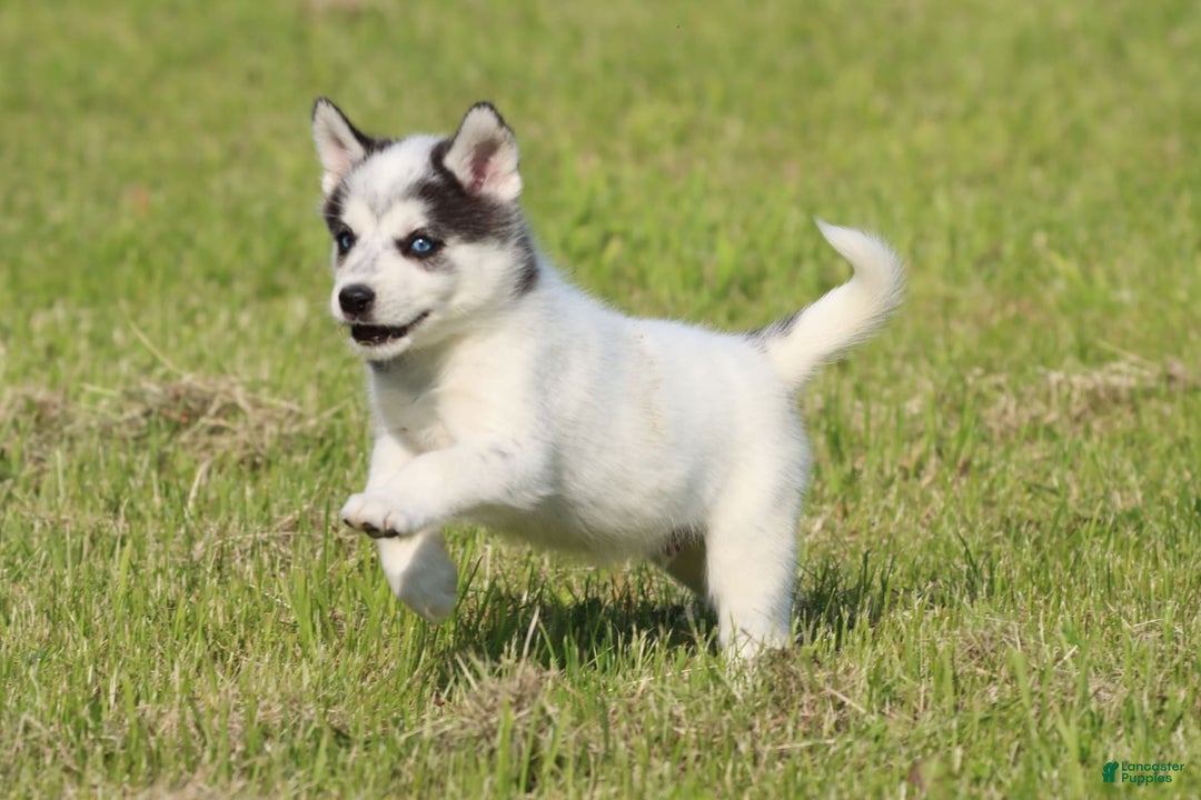 Alaskan Klee Kai dogs for sale: Edge - Image 3