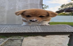 Welsh Corgi Pembroke dogs for sale: Redwhitefemale - Image 3