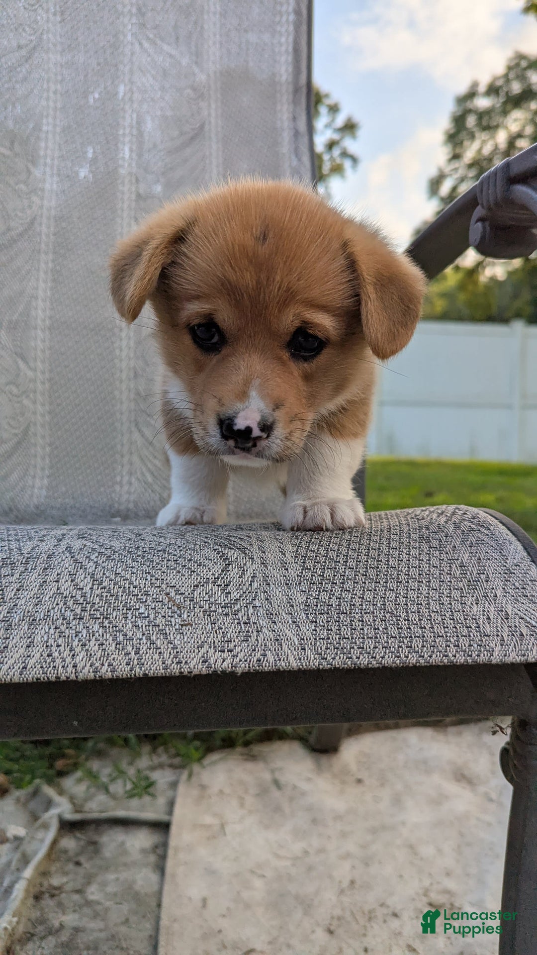 Welsh Corgi Pembroke dogs for sale: Redwhitefemale - Image 3