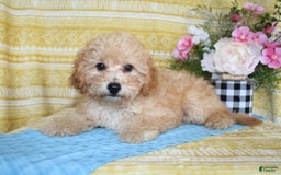 Mini Goldendoodle dogs for sale: Lewis - Image 19