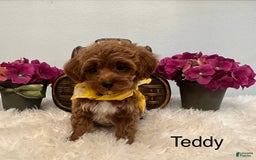 Maltipoo dogs for sale: TEDDDY - Image 2