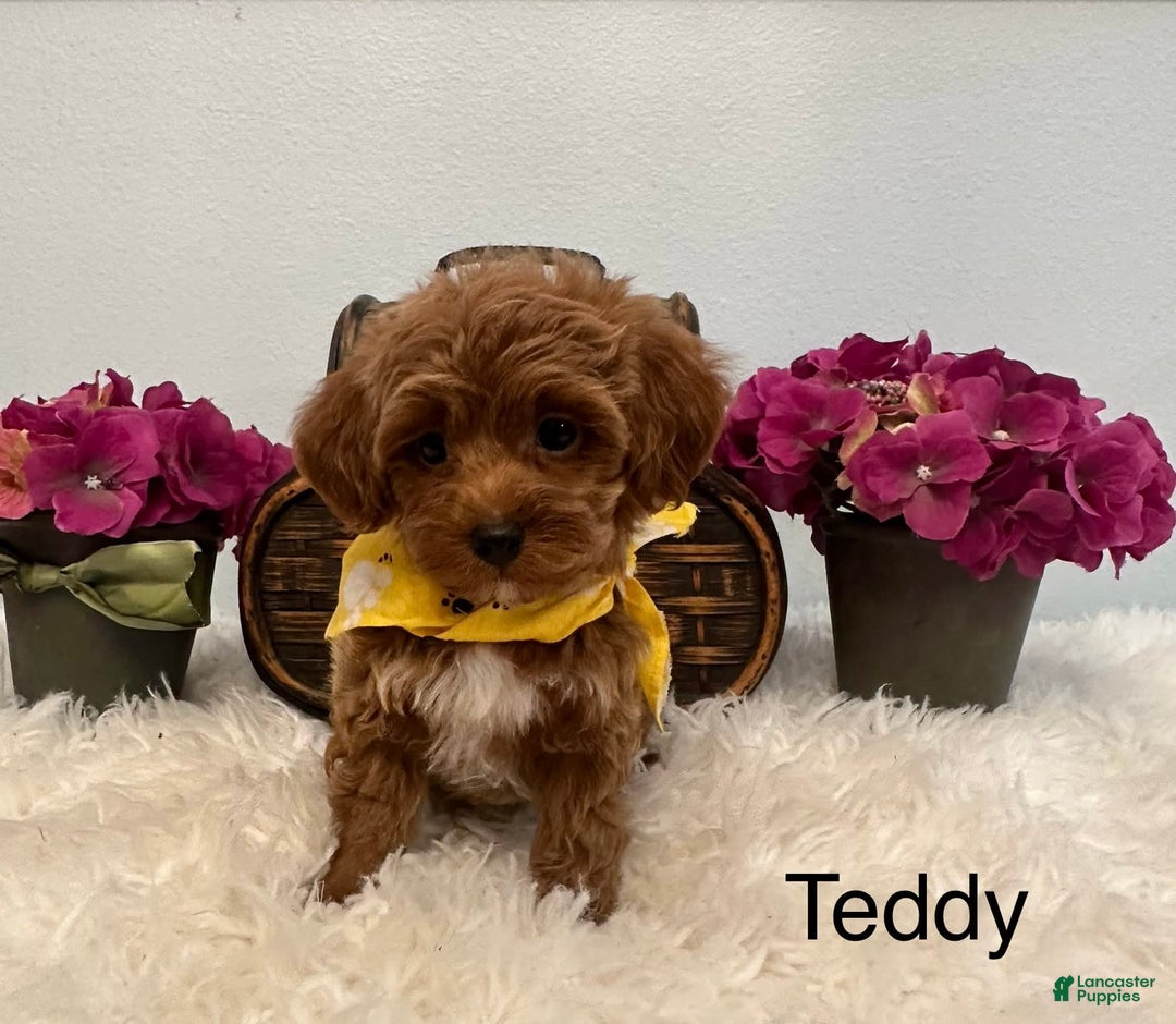 Maltipoo dogs for sale: TEDDDY - Image 2