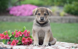 German Shepherd dogs for sale: Angus - Image 1
