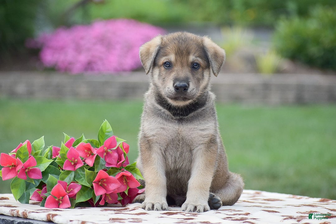 German Shepherd dogs for sale: Angus - Image 1
