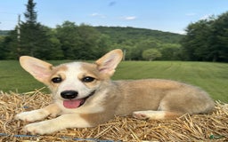 Welsh Corgi Pembroke dogs for sale: Molly - Image 18