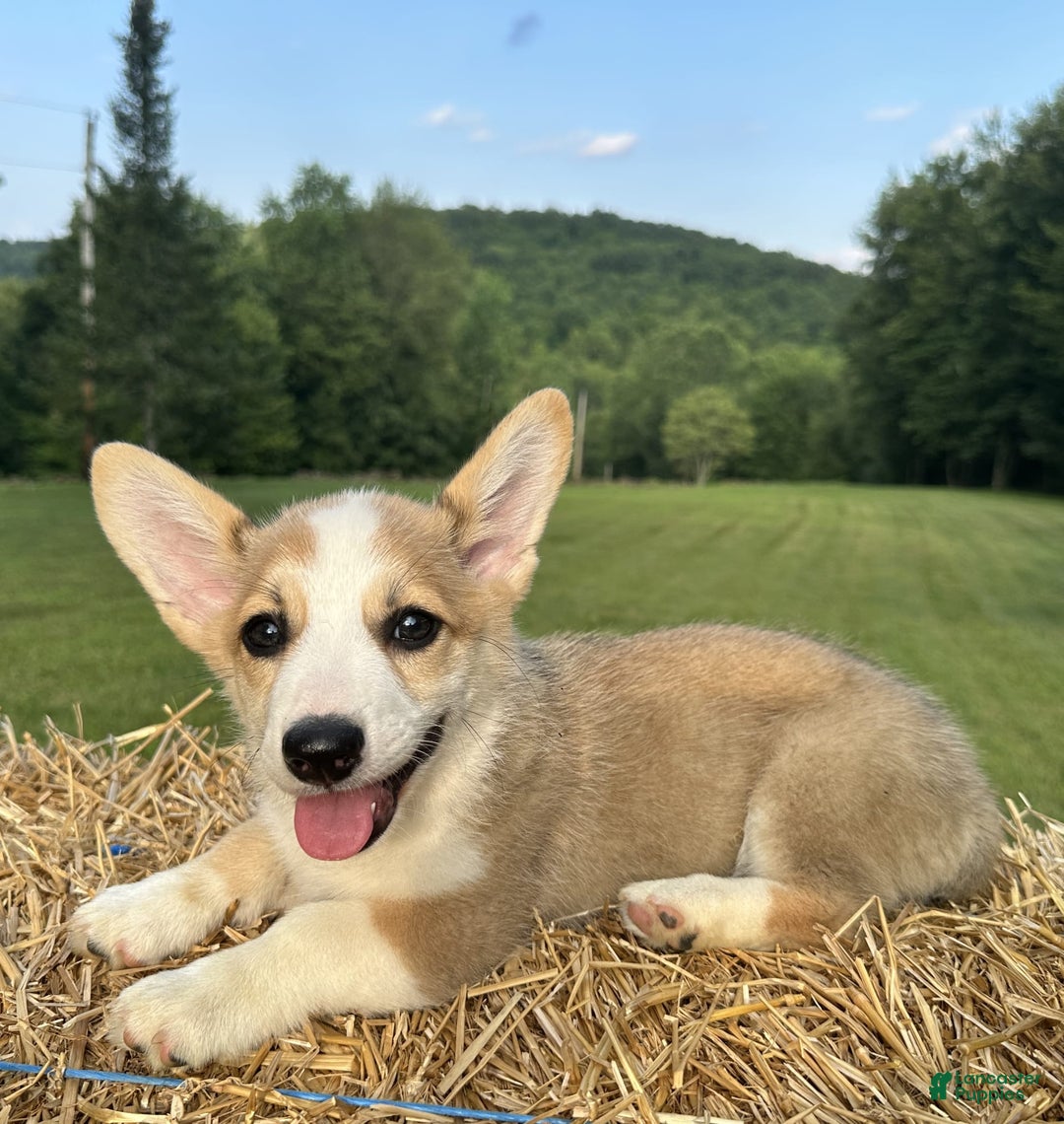 Welsh Corgi Pembroke dogs for sale: Molly - Image 18