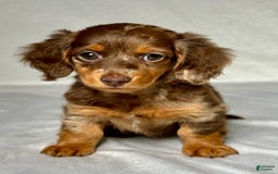 Miniature Dachshund dogs for sale: Mindy - Image 1