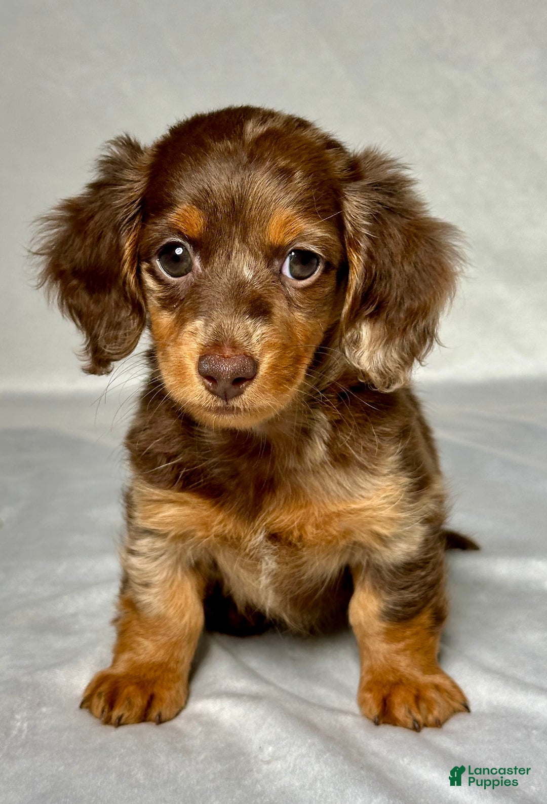 Miniature Dachshund dogs for sale: Mindy - Image 1