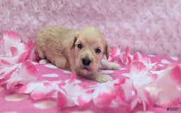 Cockapoo dogs for sale: Nadine - Image 6