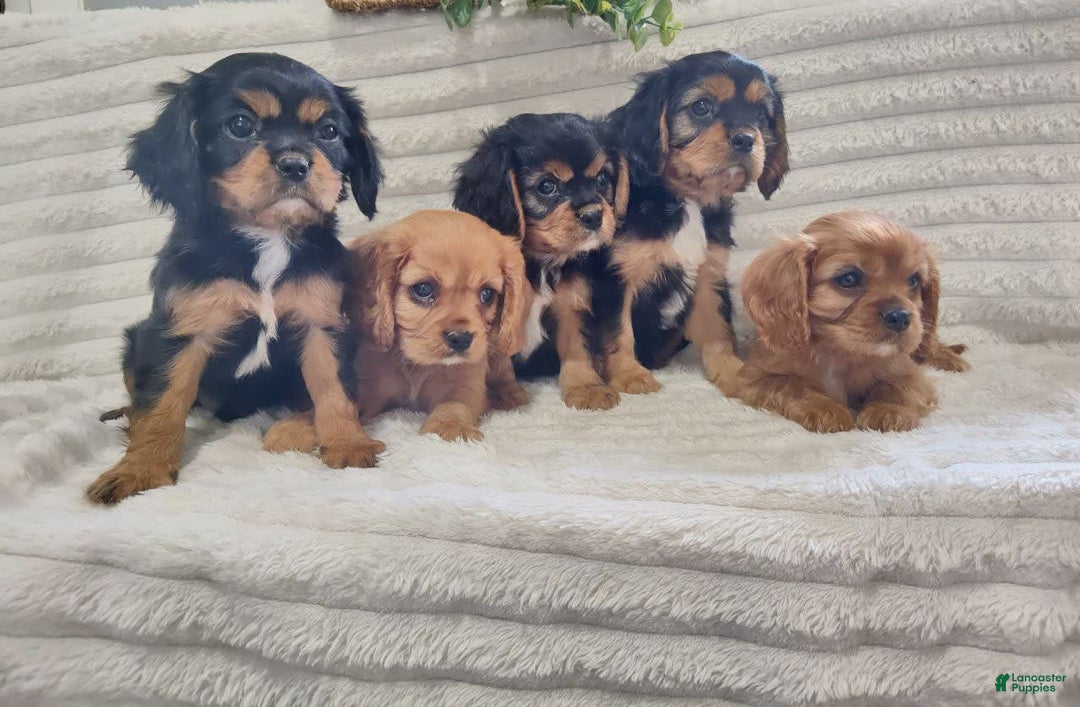 Cavalier King Charles Spaniel dogs for sale: Jay - Image 11