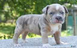 Olde English Bulldogge dogs for sale: Rosie Mini Bulldogge - Image 5