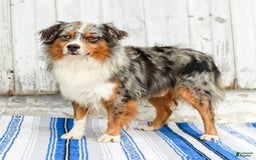 Australian Shepherd dogs for sale: Mikey - Image 18