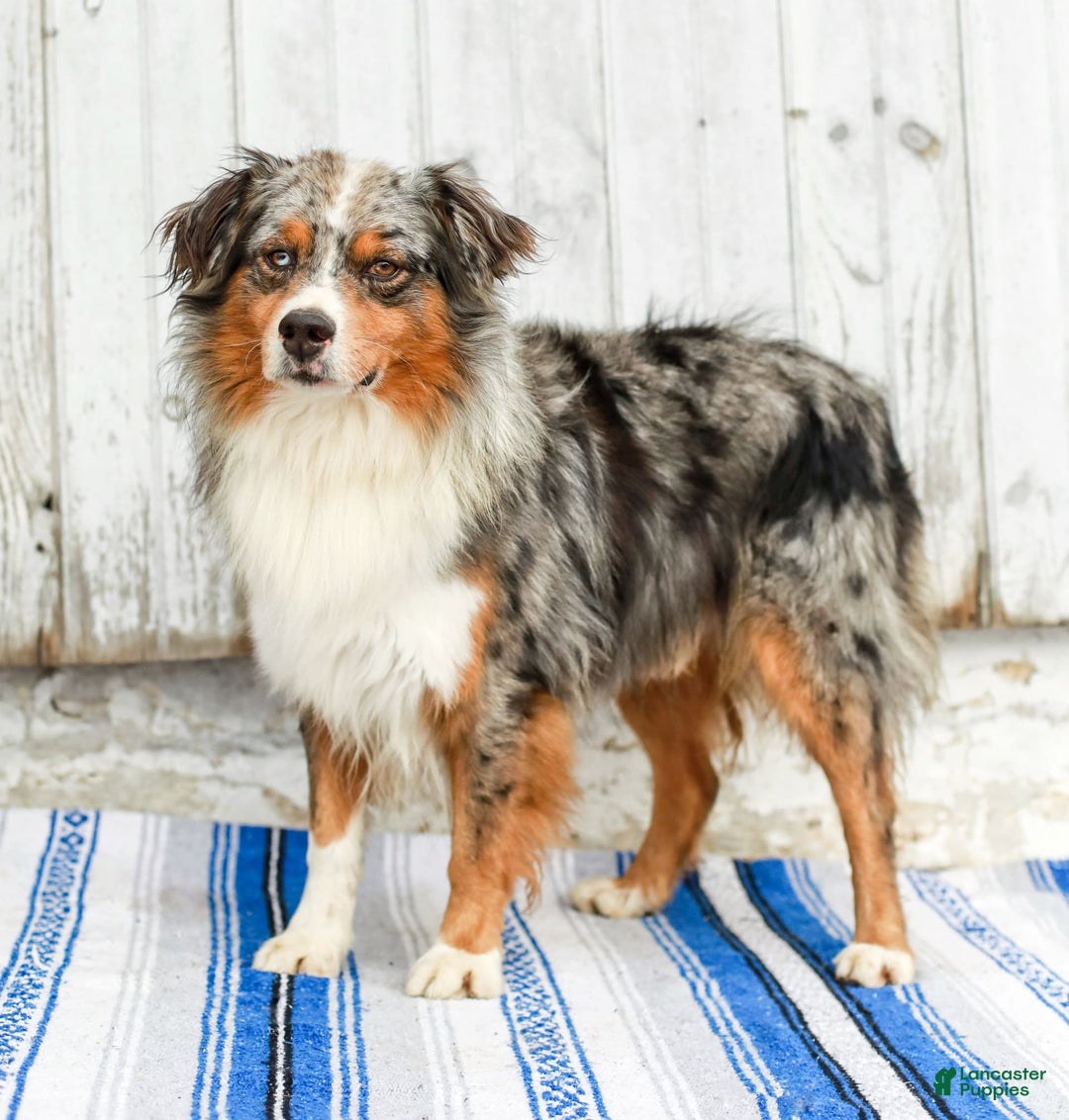 Australian Shepherd dogs for sale: Mikey - Image 18