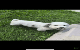 Bichon Frise dogs for sale: Layla - Image 8