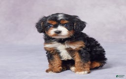 Cavapoo dogs for sale: Hank - Image 7