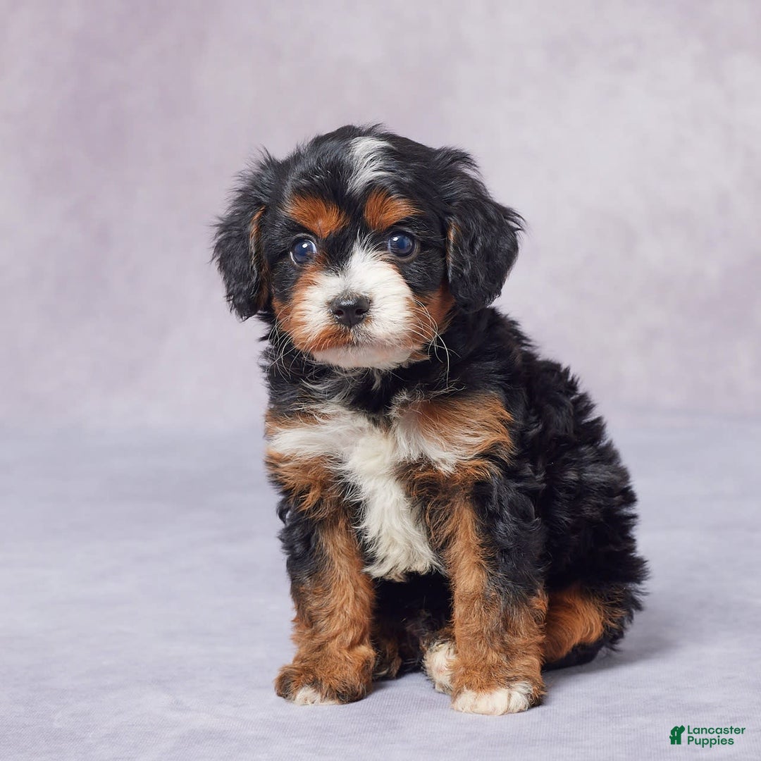 Cavapoo dogs for sale: Hank - Image 7