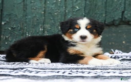 Australian Shepherd dogs for sale: Everleigh - Image 4