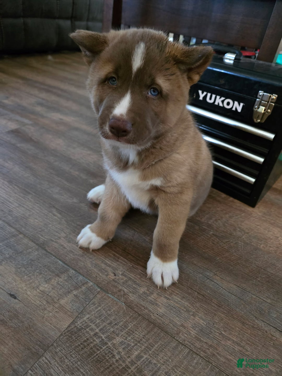 Akita dogs for sale: Puppy - Image 11