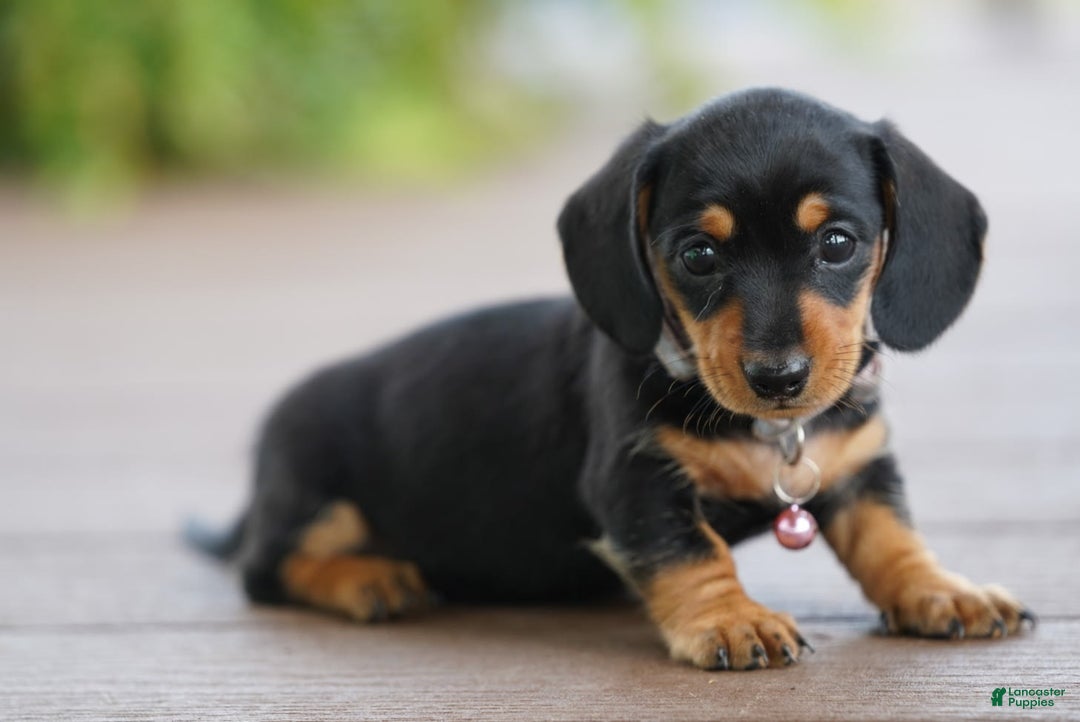 Miniature Dachshund dogs for sale: Miniature Dachshund 3 puppies - Image 10
