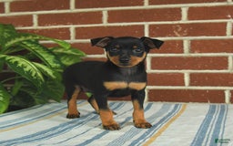 Miniature Pinscher dogs for sale: Jasper - Image 8