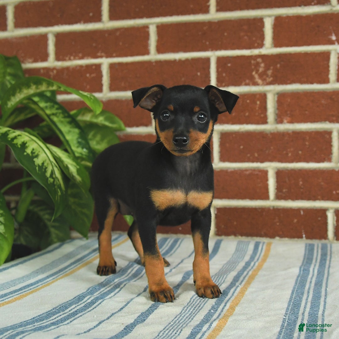 Miniature Pinscher dogs for sale: Jasper - Image 8