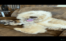 Goldendoodle dogs for sale: Gorgeous Creme Doodle - Image 7