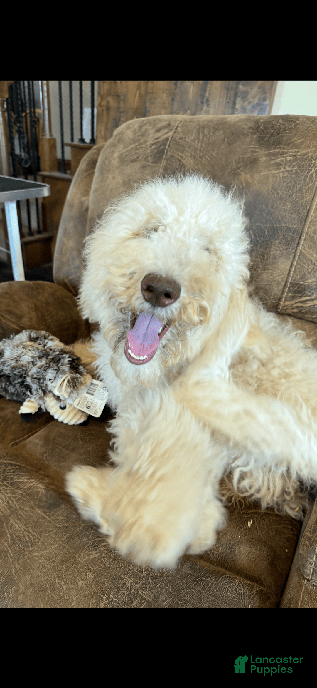 Goldendoodle dogs for sale: Gorgeous Creme Doodle - Image 7