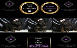 Miniature Poodle dogs for sale: Trinity - Image 3