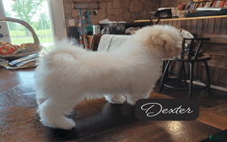 Malshi dogs for sale: Dexter - Image 3