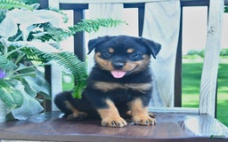 Rottweiler dogs for sale: Pearl - Image 3