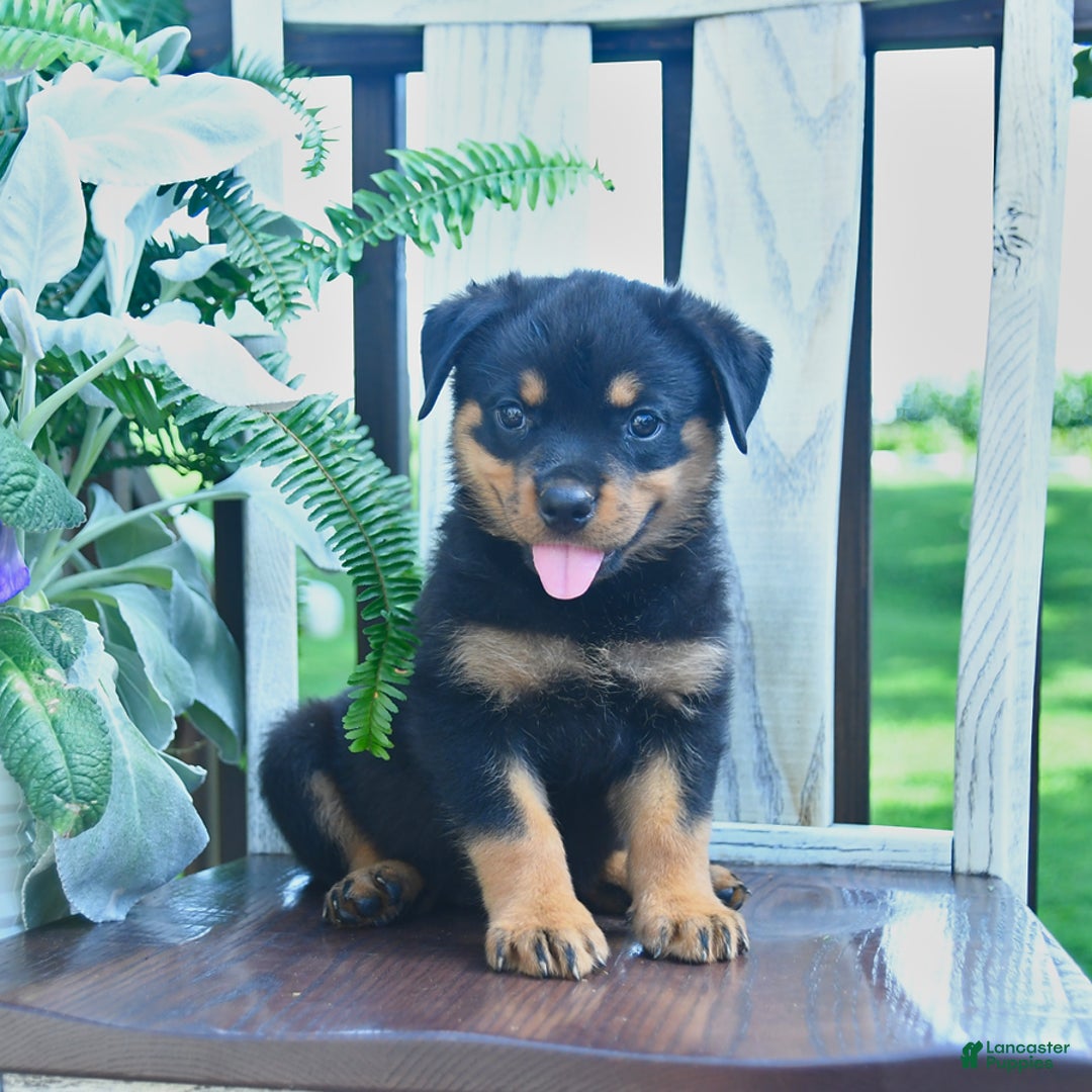 Rottweiler dogs for sale: Pearl - Image 3
