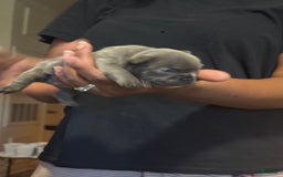 French Bulldog dogs for sale: Female 2 - Image 4