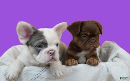 French Bulldog dogs for sale: Roja - Image 11