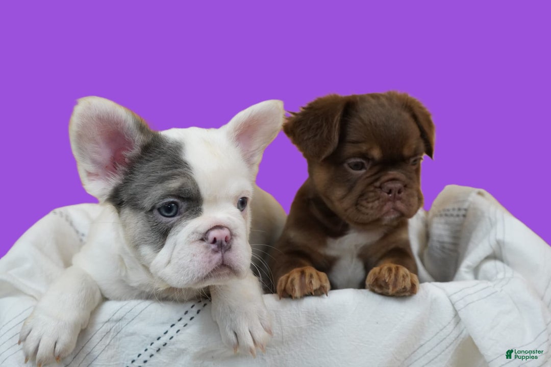 French Bulldog dogs for sale: Roja - Image 11