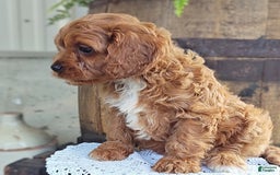 Cavapoo dogs for sale: Bennie - Image 4