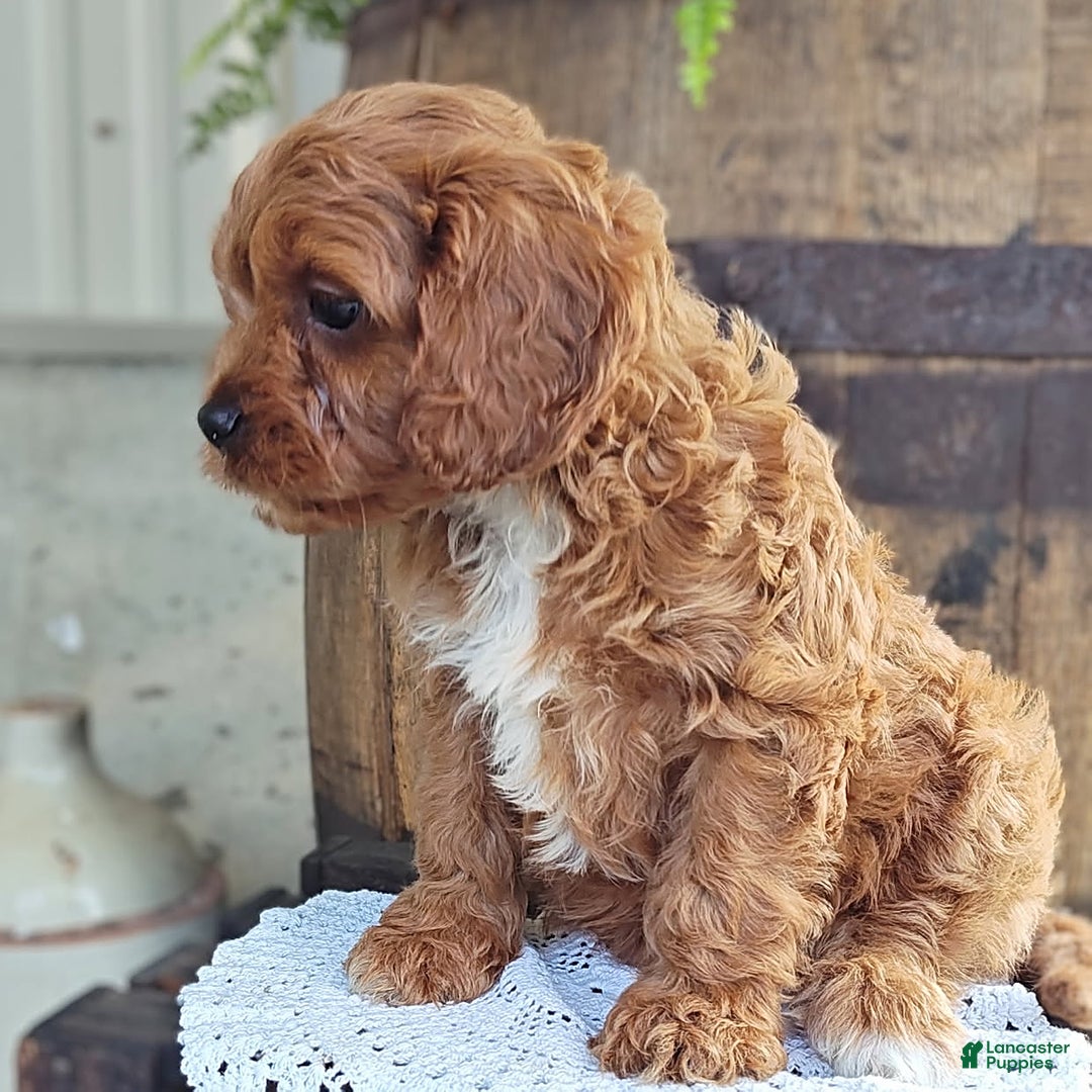 Cavapoo dogs for sale: Bennie - Image 4