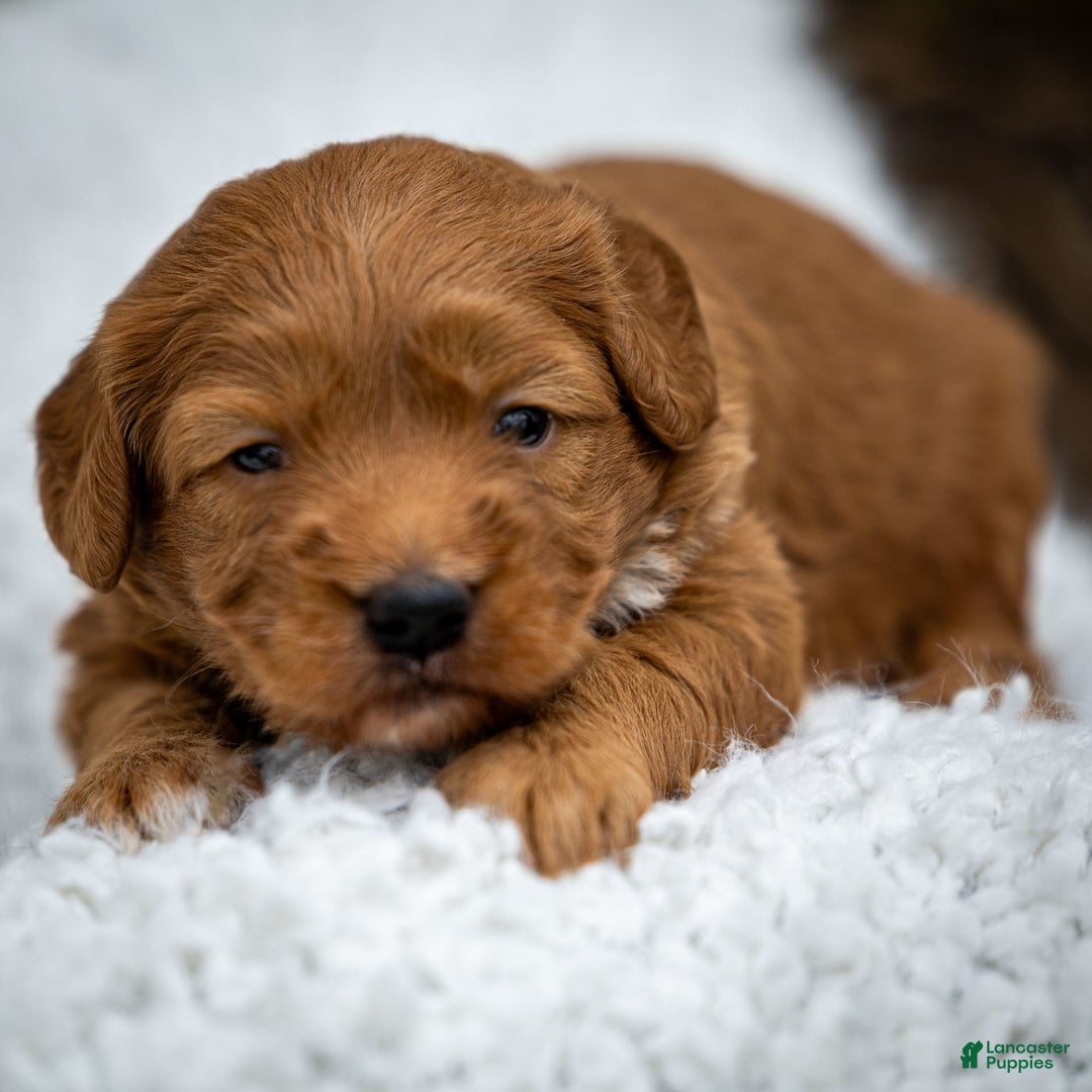 Miniature Poodle dogs for sale: Colette - Image 1