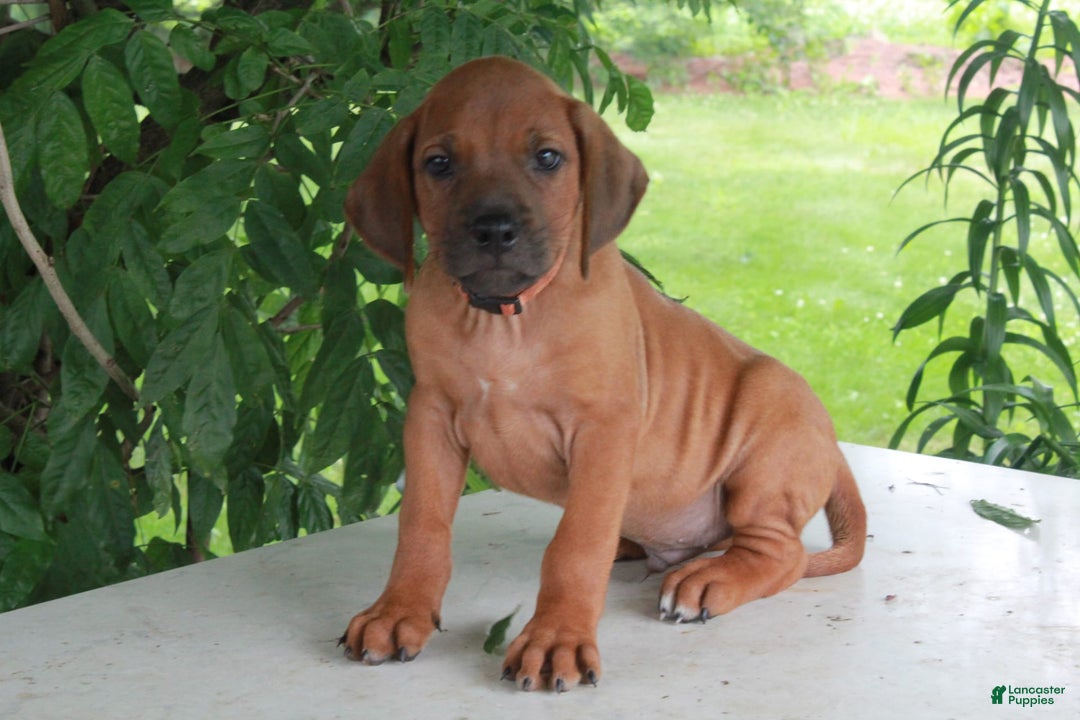 Rhodesian Ridgeback dogs for sale: Gavin - Image 14