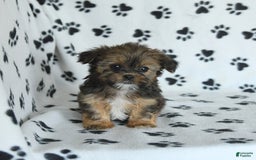 Shorkie dogs for sale: Hudson - Image 1