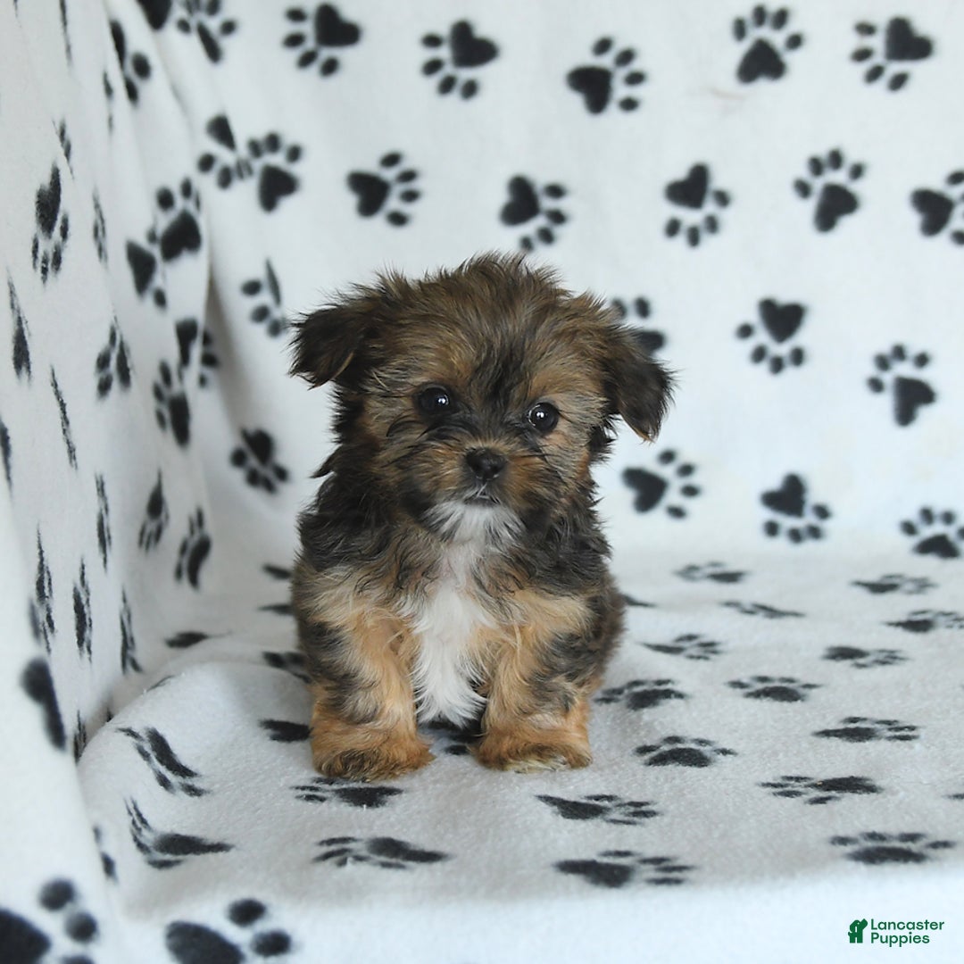 Shorkie dogs for sale: Hudson - Image 1